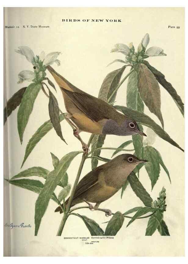 Reproducción/Reproduction 7047593793: Birds of New York /. Albany :University of the State of New York,1910-1914.