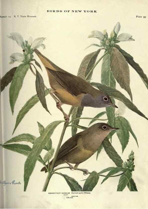 Reproducción/Reproduction 7047593793: Birds of New York /. Albany :University of the State of New York,1910-1914.