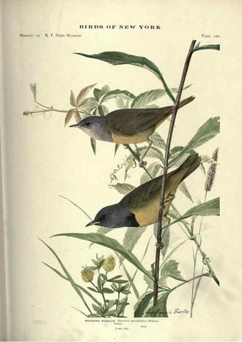 Reproducción/Reproduction 6901497338: Birds of New York /. Albany :University of the State of New York,1910-1914.