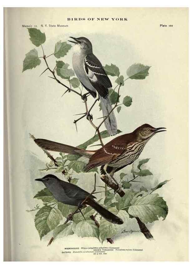 Reproducción/Reproduction 7047594233: Birds of New York /. Albany :University of the State of New York,1910-1914.