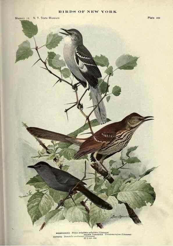 Reproducción/Reproduction 7047594233: Birds of New York /. Albany :University of the State of New York,1910-1914.