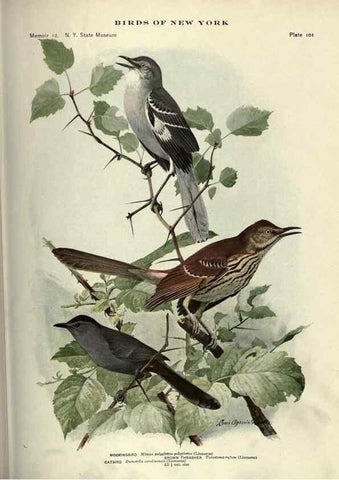 Reproducción/Reproduction 7047594233: Birds of New York /. Albany :University of the State of New York,1910-1914.