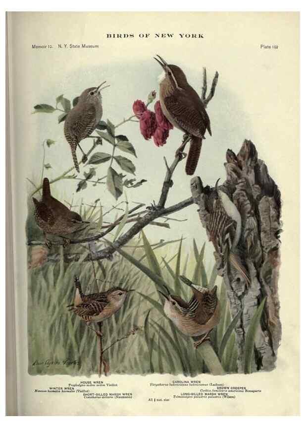 Reproducción/Reproduction 7047594497: Birds of New York /. Albany :University of the State of New York,1910-1914.