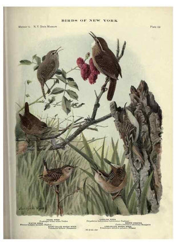 Reproducción/Reproduction 7047594497: Birds of New York /. Albany :University of the State of New York,1910-1914.