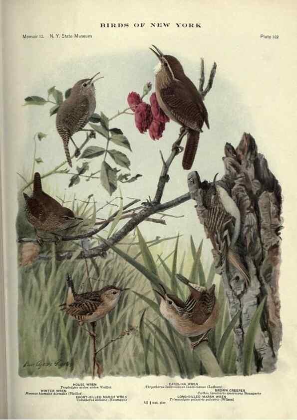 Reproducción/Reproduction 7047594497: Birds of New York /. Albany :University of the State of New York,1910-1914.