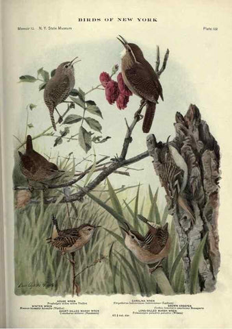 Reproducción/Reproduction 7047594497: Birds of New York /. Albany :University of the State of New York,1910-1914.