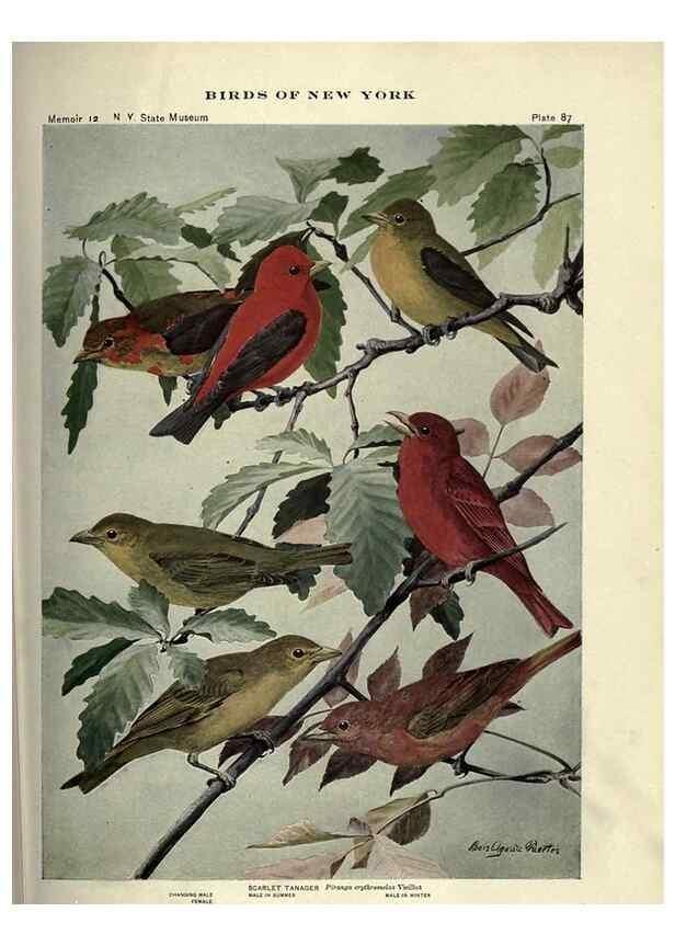 Reproducción/Reproduction 7047590753: Birds of New York /. Albany :University of the State of New York,1910-1914.