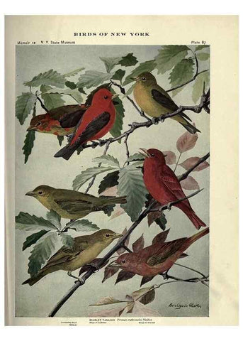 Reproducción/Reproduction 7047590753: Birds of New York /. Albany :University of the State of New York,1910-1914.
