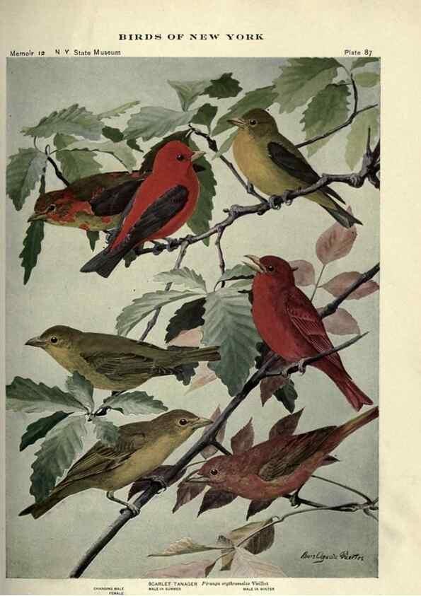 Reproducción/Reproduction 7047590753: Birds of New York /. Albany :University of the State of New York,1910-1914.