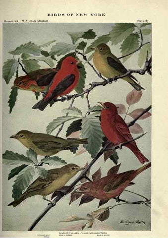 Reproducción/Reproduction 7047590753: Birds of New York /. Albany :University of the State of New York,1910-1914.