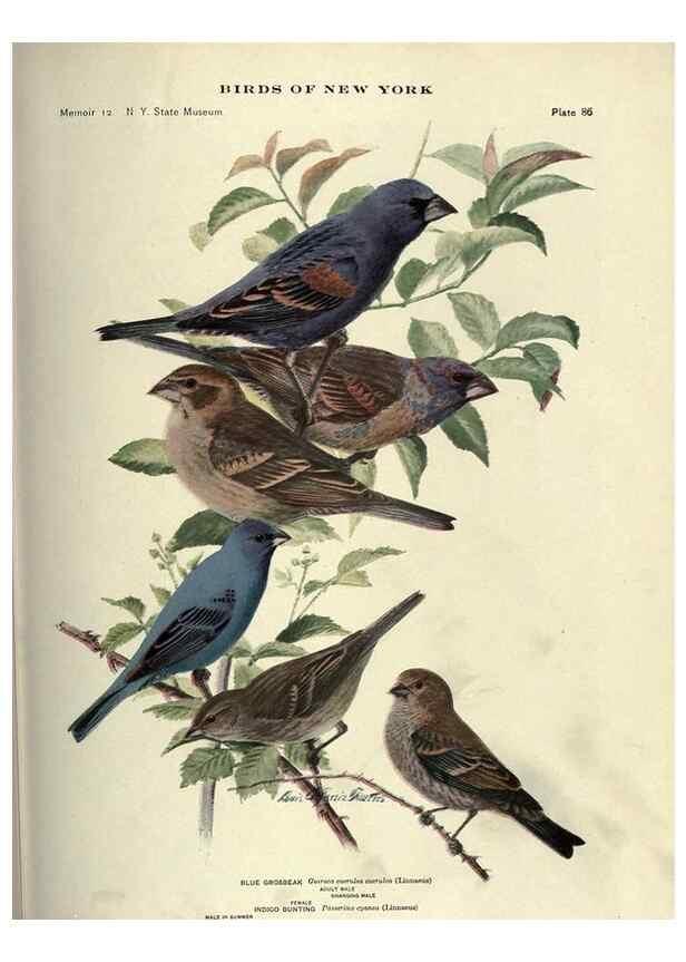 Reproducción/Reproduction 6901493706: Birds of New York /. Albany :University of the State of New York,1910-1914.