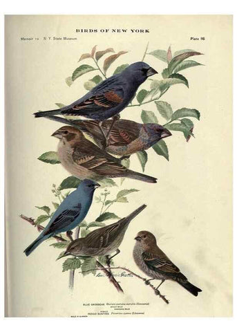 Reproducción/Reproduction 6901493706: Birds of New York /. Albany :University of the State of New York,1910-1914.