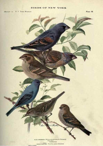 Reproducción/Reproduction 6901493706: Birds of New York /. Albany :University of the State of New York,1910-1914.