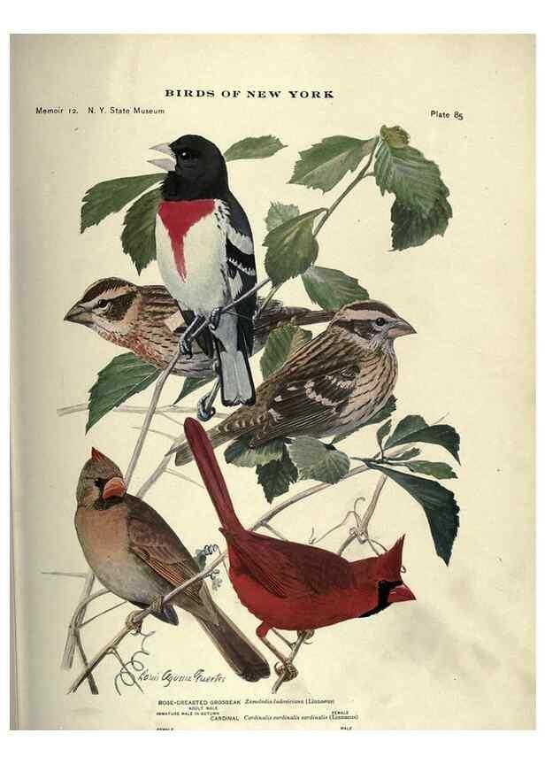 Reproducción/Reproduction 6901493512: Birds of New York /. Albany :University of the State of New York,1910-1914.
