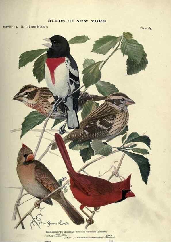 Reproducción/Reproduction 6901493512: Birds of New York /. Albany :University of the State of New York,1910-1914.