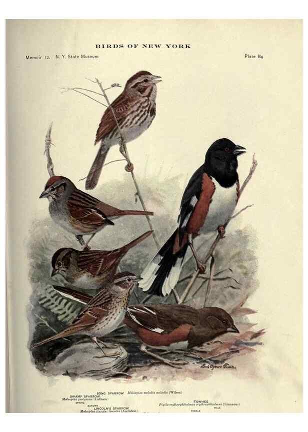 Reproducción/Reproduction 7047590051: Birds of New York /. Albany :University of the State of New York,1910-1914.