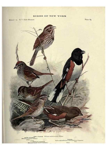 Reproducción/Reproduction 7047590051: Birds of New York /. Albany :University of the State of New York,1910-1914.
