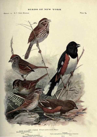 Reproducción/Reproduction 7047590051: Birds of New York /. Albany :University of the State of New York,1910-1914.