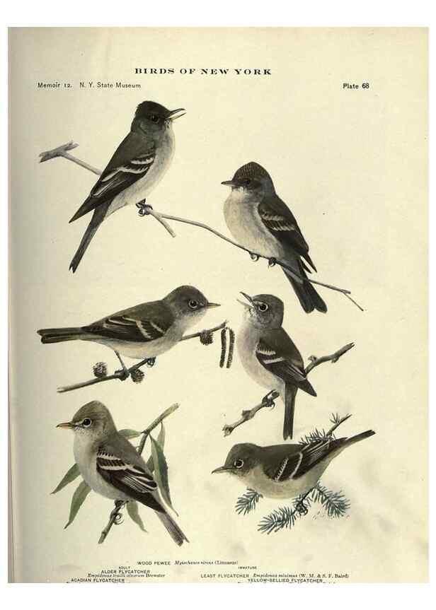 Reproducción/Reproduction 7047586155: Birds of New York /. Albany :University of the State of New York,1910-1914.