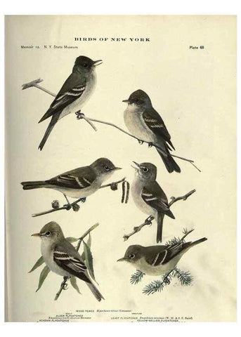 Reproducción/Reproduction 7047586155: Birds of New York /. Albany :University of the State of New York,1910-1914.