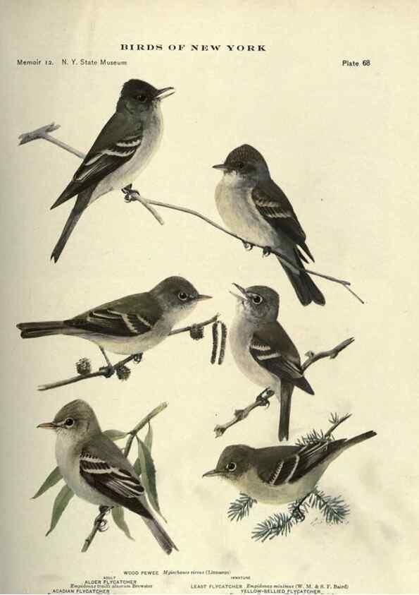 Reproducción/Reproduction 7047586155: Birds of New York /. Albany :University of the State of New York,1910-1914.