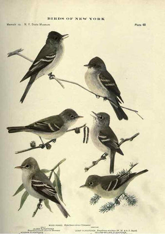 Reproducción/Reproduction 7047586155: Birds of New York /. Albany :University of the State of New York,1910-1914.