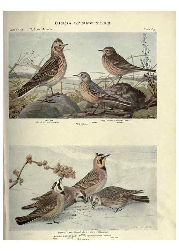 Reproducción/Reproduction 7047586397: Birds of New York /. Albany :University of the State of New York,1910-1914.