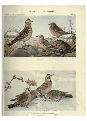 Reproducción/Reproduction 7047586397: Birds of New York /. Albany :University of the State of New York,1910-1914.