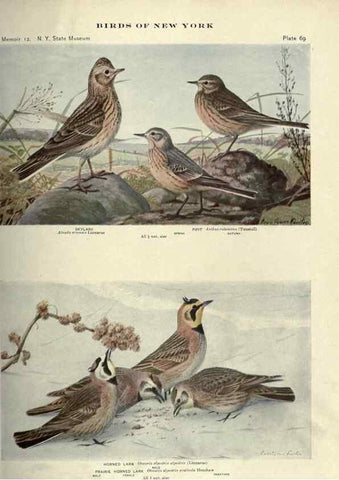 Reproducción/Reproduction 7047586397: Birds of New York /. Albany :University of the State of New York,1910-1914.