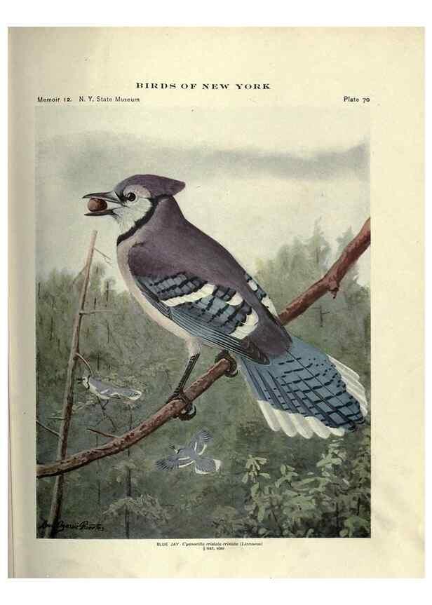 Reproducción/Reproduction 6901489692: Birds of New York /. Albany :University of the State of New York,1910-1914.