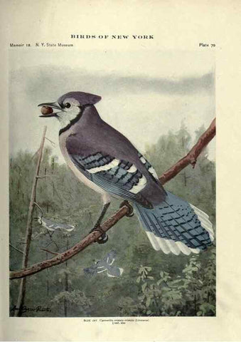 Reproducción/Reproduction 6901489692: Birds of New York /. Albany :University of the State of New York,1910-1914.