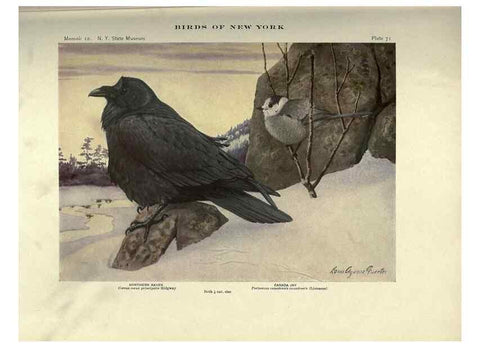 Reproducción/Reproduction 6901489962: Birds of New York /. Albany :University of the State of New York,1910-1914.
