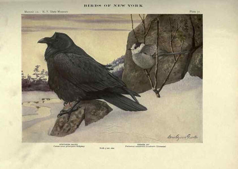 Reproducción/Reproduction 6901489962: Birds of New York /. Albany :University of the State of New York,1910-1914.