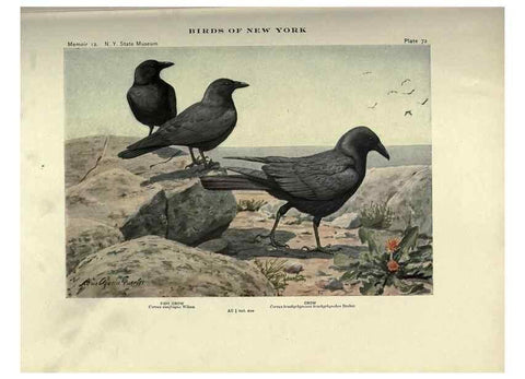 Reproducción/Reproduction 6901490174: Birds of New York /. Albany :University of the State of New York,1910-1914.