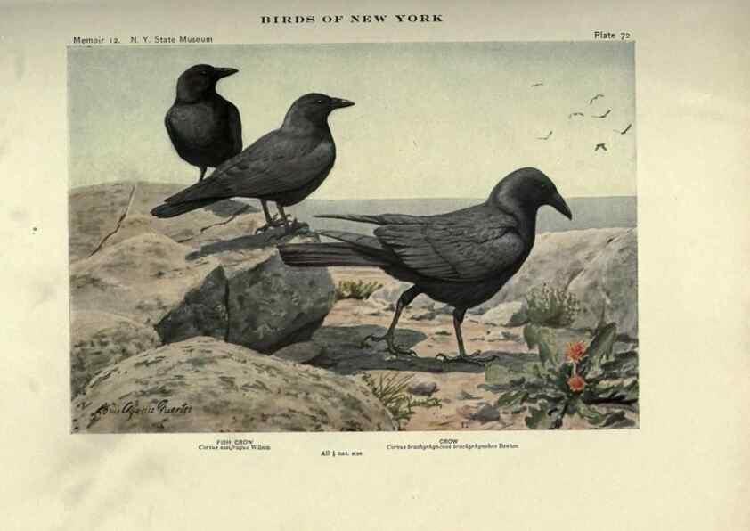 Reproducción/Reproduction 6901490174: Birds of New York /. Albany :University of the State of New York,1910-1914.