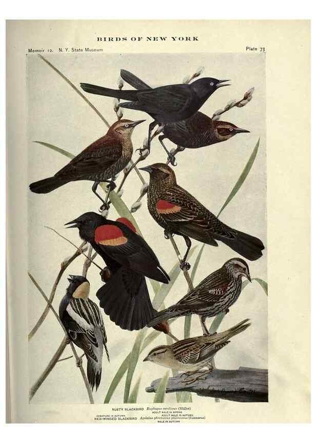 Reproducción/Reproduction 6901490448: Birds of New York /. Albany :University of the State of New York,1910-1914.