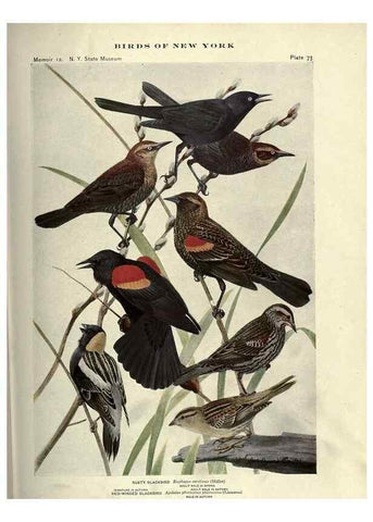 Reproducción/Reproduction 6901490448: Birds of New York /. Albany :University of the State of New York,1910-1914.