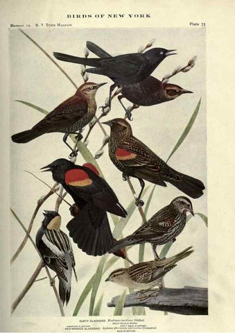 Reproducción/Reproduction 6901490448: Birds of New York /. Albany :University of the State of New York,1910-1914.