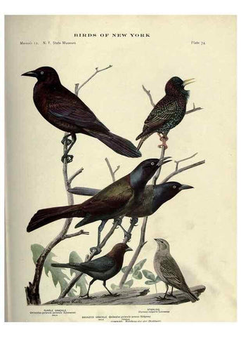 Reproducción/Reproduction 6901490728: Birds of New York /. Albany :University of the State of New York,1910-1914.