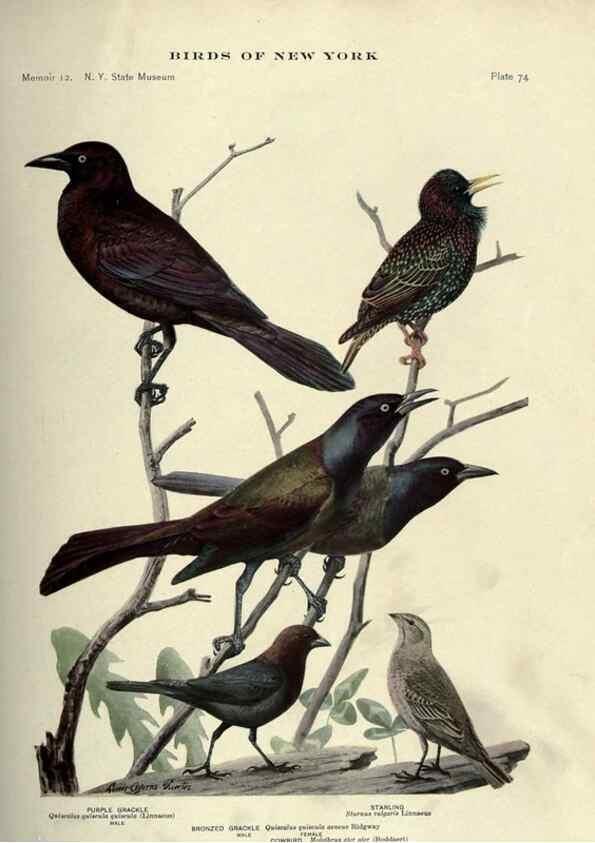 Reproducción/Reproduction 6901490728: Birds of New York /. Albany :University of the State of New York,1910-1914.