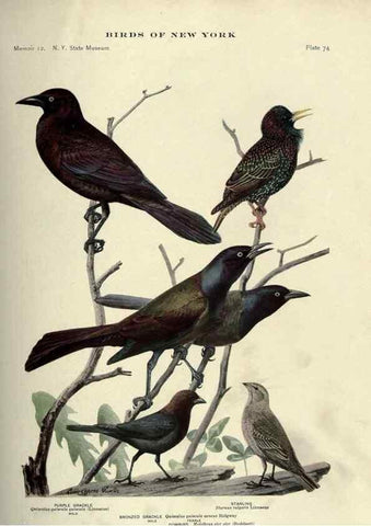 Reproducción/Reproduction 6901490728: Birds of New York /. Albany :University of the State of New York,1910-1914.