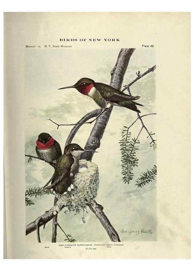 Reproducción/Reproduction 6901488804: Birds of New York /. Albany :University of the State of New York,1910-1914.