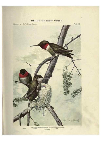 Reproducción/Reproduction 6901488804: Birds of New York /. Albany :University of the State of New York,1910-1914.