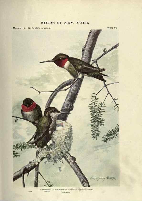 Reproducción/Reproduction 6901488804: Birds of New York /. Albany :University of the State of New York,1910-1914.