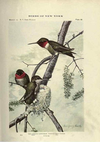 Reproducción/Reproduction 6901488804: Birds of New York /. Albany :University of the State of New York,1910-1914.