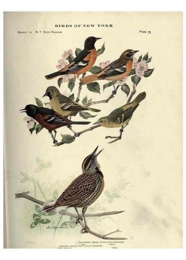 Reproducción/Reproduction 7047587833: Birds of New York /. Albany :University of the State of New York,1910-1914.