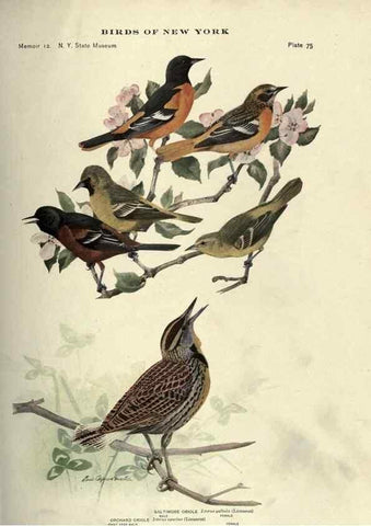 Reproducción/Reproduction 7047587833: Birds of New York /. Albany :University of the State of New York,1910-1914.