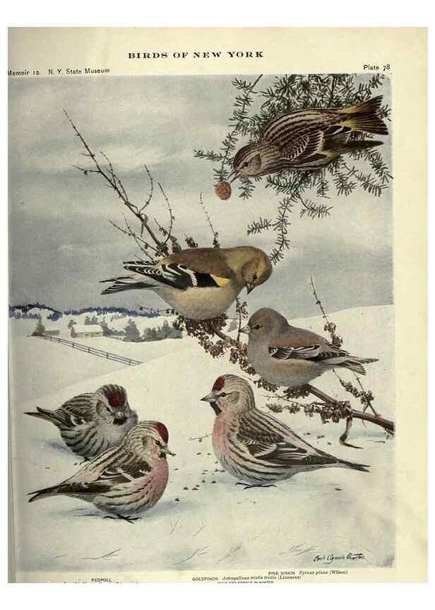 Reproducción/Reproduction 7047588521: Birds of New York /. Albany :University of the State of New York,1910-1914.