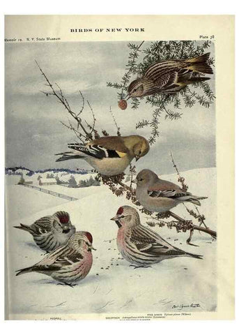 Reproducción/Reproduction 7047588521: Birds of New York /. Albany :University of the State of New York,1910-1914.