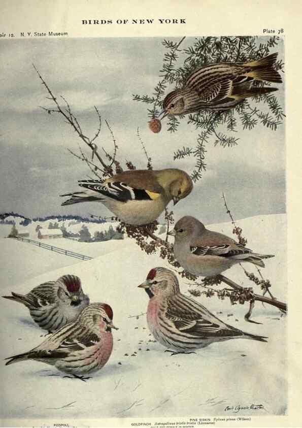 Reproducción/Reproduction 7047588521: Birds of New York /. Albany :University of the State of New York,1910-1914.